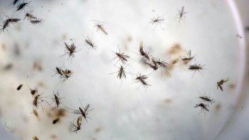 Virus Zika có khả năng gây ra hội chứng Guillain-Barré