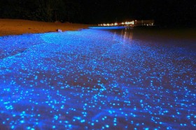 Kinh ngạc "thủy triều xanh" ở vịnh Toyama