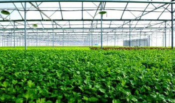 Vingroup khởi công nhà kính đầu tiên trồng nông sản sạch