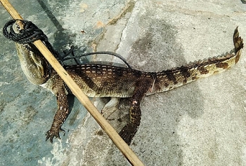 Quảng Nam: Cá sấu sổng chuồng bơi ra mương nước
