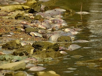 Quảng Ninh: Cá chết hàng loạt tại bốn hồ điều hòa