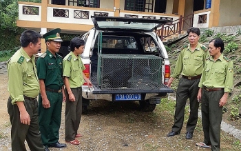 Người dân tự nguyện bàn giao Voọc Hà Tĩnh quý hiếm để thả về tự nhiên