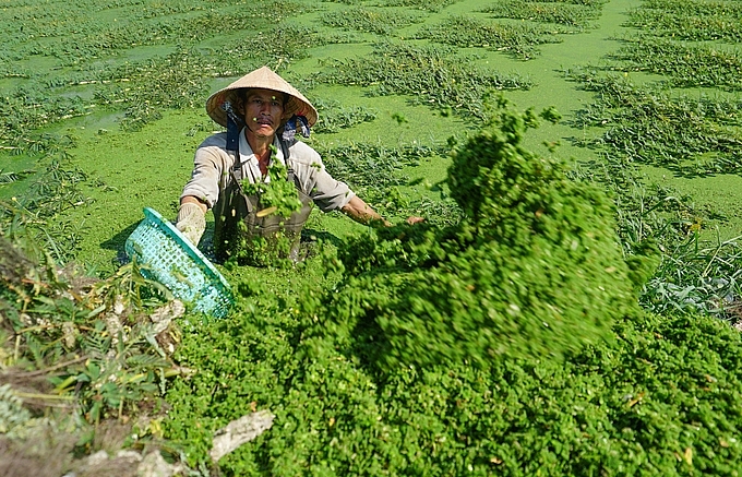 loi ao hai rau nhut kiem hon trieu dong moi ngay o sai gon