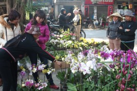 Hoa cảnh Trung Quốc lấn át thị trường hoa Tết