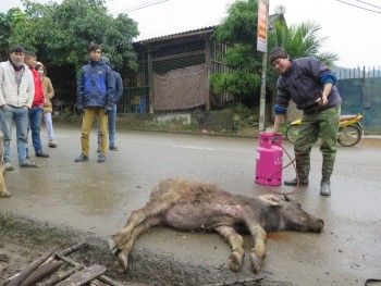 Yên Bái: Gia súc chết hàng loạt