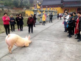 Mục sở thị chú lợn “sám hối” trước cửa chùa