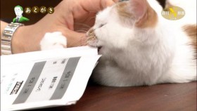 [VIDEO] Khi mèo là ''ngôi sao" của chương trình thời sự Nhật Bản
