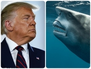 Cá mập có gương mặt y hệt ông Trump gây sốt mạng xã hội Mỹ