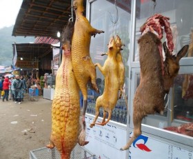 Thú rừng vẫn bị xẻ thịt tại lễ hội chùa Hương