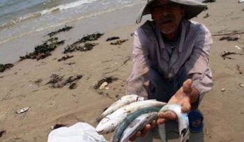 Vụ cá chết ở miền Trung: Vì sao khoanh vùng rộng?