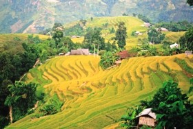 Kỳ vĩ ruộng bậc thang Hoàng Su Phì