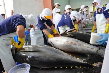 Xuất khẩu cá ngừ sang Italia tăng mạnh