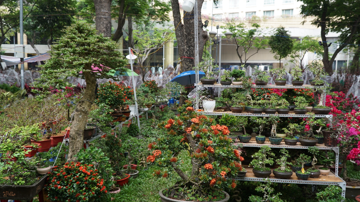 Rực rỡ chợ hoa xuân Sài Gòn vào vụ