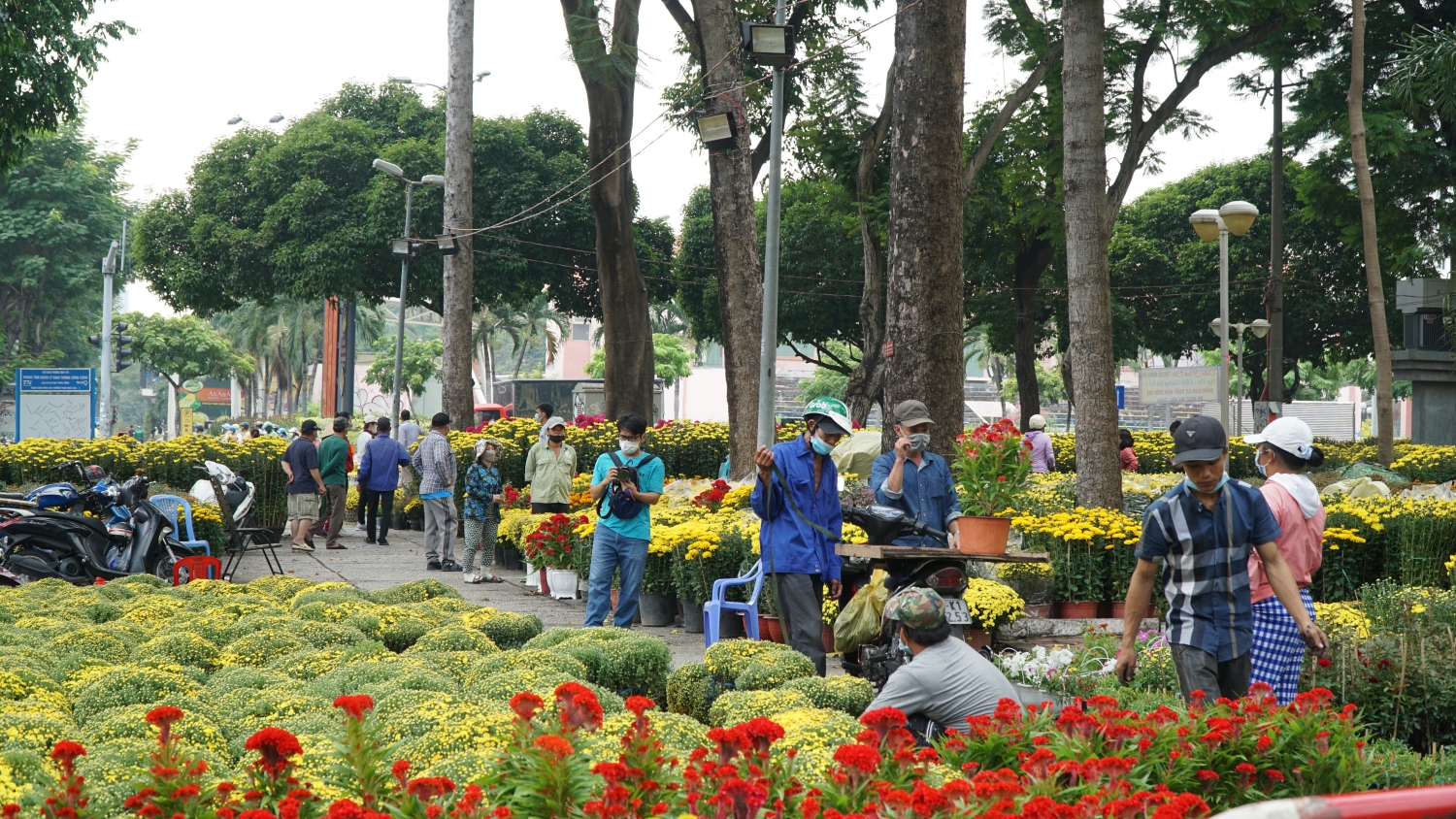 Rực rỡ chợ hoa xuân Sài Gòn vào vụ