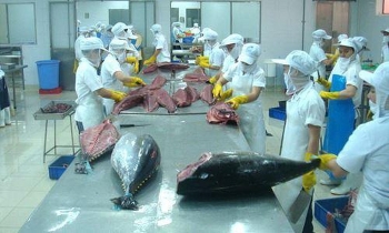 Brexit ảnh hưởng tới xuất khẩu cá ngừ Việt Nam sang Anh