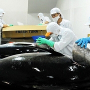 Trung Quốc “rời khỏi” top 8 thị trường xuất khẩu lớn của cá ngừ Việt Nam
