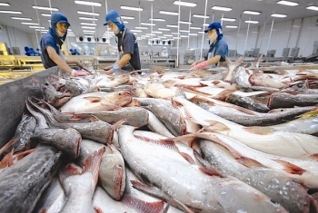 Doanh nghiệp xuất khẩu cá tra nỗ lực vượt dịch Covid-19