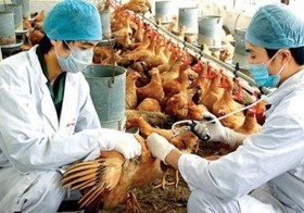 Cảnh báo nguy cơ vi rút cúm gia cầm mới H7N9