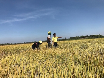 Bộ sản phẩm Đạm Cà Mau hiệu quả tốt trên cây lúa tại Cẩm Mỹ, Đồng Nai
