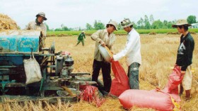 Gạo khó bán… nông dân vẫn hì hục trồng lúa!