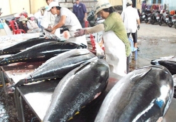 Xuất khẩu cá ngừ Việt Nam sang Nhật Bản giảm sút do đâu?