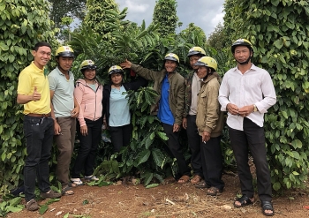 Đạm xanh Cà Mau bón hiệu quả trên cây cà phê tại Đắk Lắk