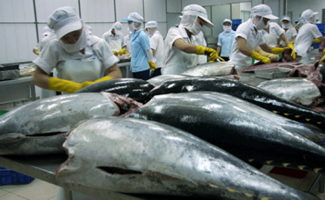 Xuất khẩu cá ngừ sang Trung Quốc bất ngờ sụt giảm