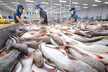 Xuất khẩu cá tra sang Nga giảm hơn 30%
