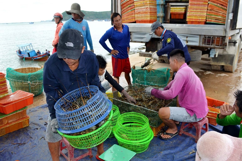 Phú Yên: Đầu tư đồng bộ để phát triển nuôi biển bền vững