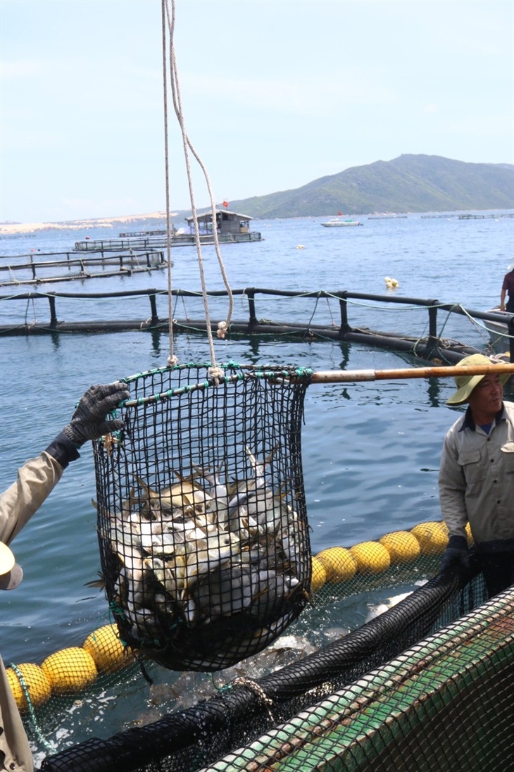 Trung tâm Nuôi biển công nghệ cao, Viện Nghiên cứu Nuôi trồng thủy sản I tiến hành thu hoạch cá chim. Ảnh: Hải Luận