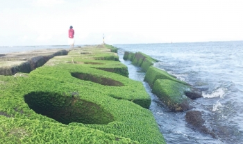 Thừa Thiên - Huế: Về biển ngắm rêu