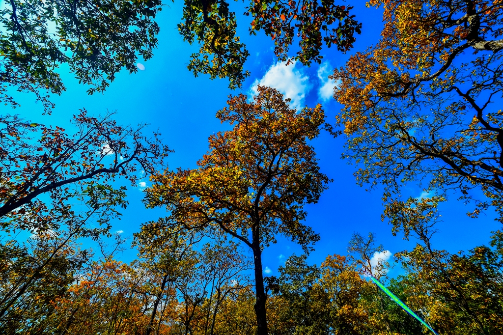 Mê mẩn với vẻ đẹp rừng Yok Đôn mùa lá đổ