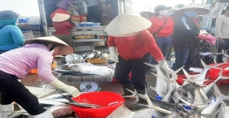 Quảng Trị: Ngư dân hồ hởi vươn khơi khai thác vụ cá Nam