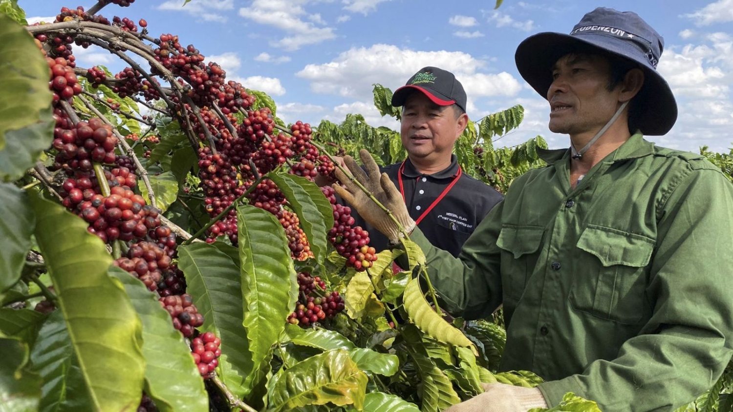 Triển vọng cho ngành cà phê từ Hiệp định UKVFTA