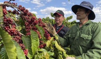 Triển vọng cho ngành cà phê từ Hiệp định UKVFTA