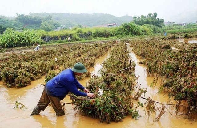 Đề xuất sửa quy định hỗ trợ khôi phục sản xuất nông nghiệp bị thiệt hại do thiên tai, dịch bệnh