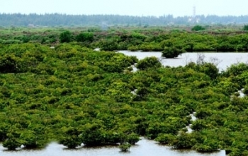 Tiền Hải - Thái Bình: Cần chú trọng bảo vệ môi trường biển