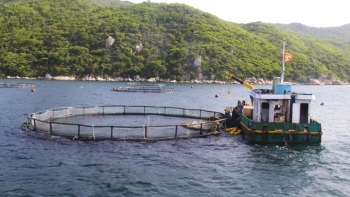 Sử dụng thức ăn công nghiệp: Góp phần phát triển nuôi biển bền vững