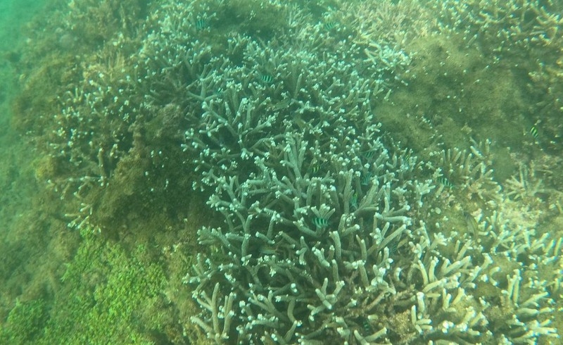 Bình Định: Phục hồi hệ sinh thái rạn san hô, phát triển du lịch biển