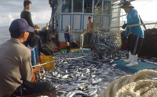 Khánh Hòa: “Trận địa” bắt cá trên vùng biển Trường Sa