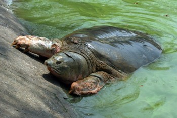 Những hình ảnh về cụ Rùa hồ Gươm