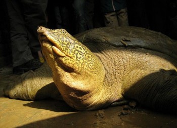 Phải chăng "cụ rùa" Hồ Gươm còn nhiều họ hàng?