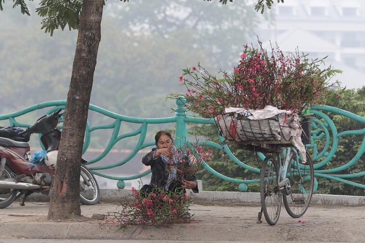 hoa dao xuong pho mang sac xuan tran ngap pho phuong