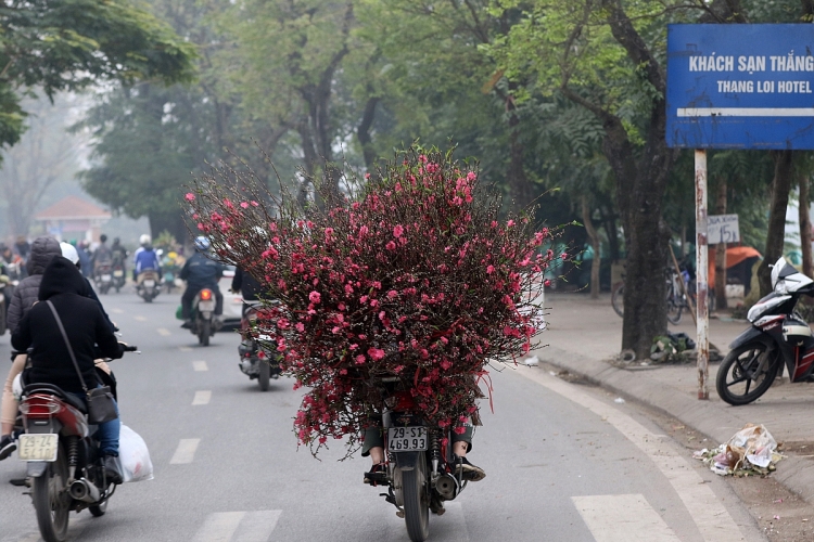 hoa dao xuong pho mang sac xuan tran ngap pho phuong