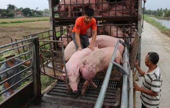 Vì sao giá thịt lợn tăng cao?