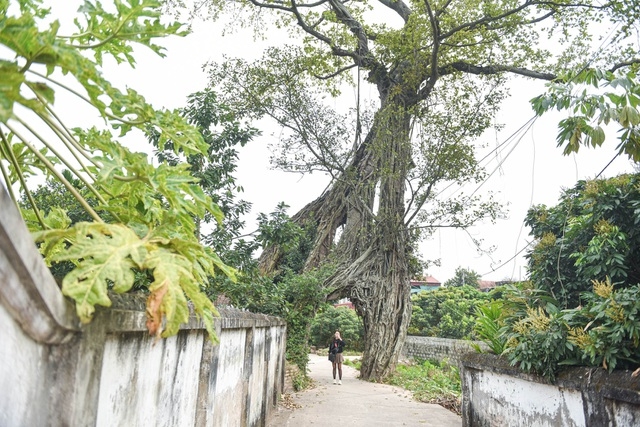 Cây đa 500 tuổi có bộ rễ khủng tạo thành cổng làng 