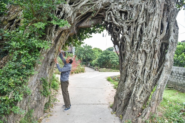 Cây đa 500 tuổi có bộ rễ khủng tạo thành cổng làng 