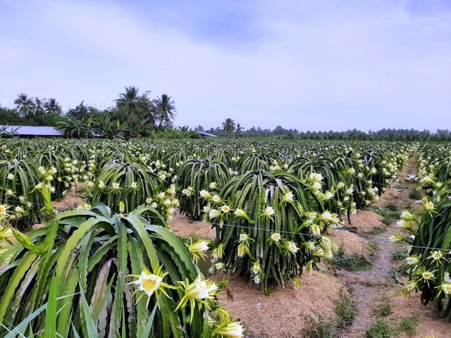 Ngỡ ngàng khoảnh khắc vườn thanh long bung nụ trắng hồng tuyệt đẹp - 3