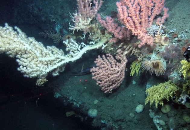 Phát hiện 12 loài mới ở dưới lòng biển Đại Tây Dương