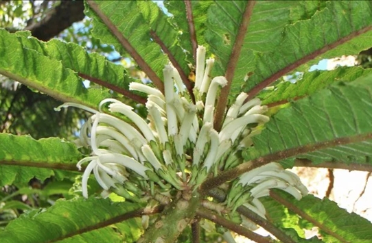 Phát hiện loài hoa siêu hiếm còn tồn tại ở Hawaii